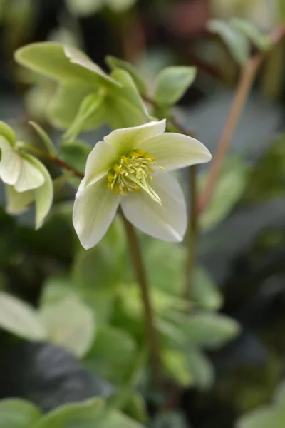 Christmas rose — Stock Photo, Image