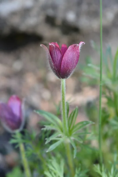 Red Bells Pasque Flower — Stock Photo, Image