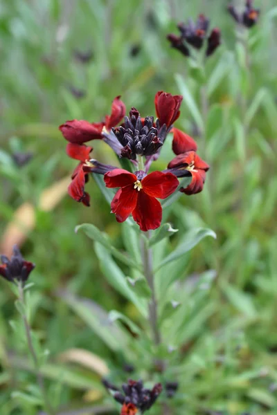 Wallflower krvavá rudá Coventní zahrada — Stock fotografie