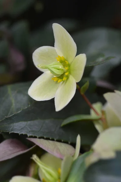 Weihnachtsrose — Stockfoto