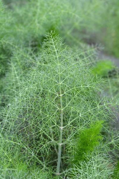 Vanliga fänkål — Stockfoto