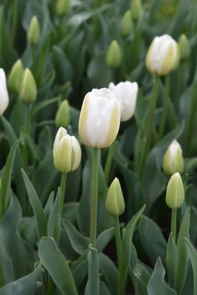 Coquete de tulipa — Fotografia de Stock