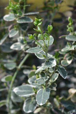 Wintercreeper zümrüt neşesi