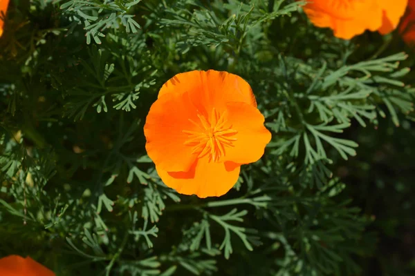 Fiore di papavero dorato — Foto Stock