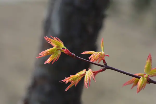 Érable japonais — Photo