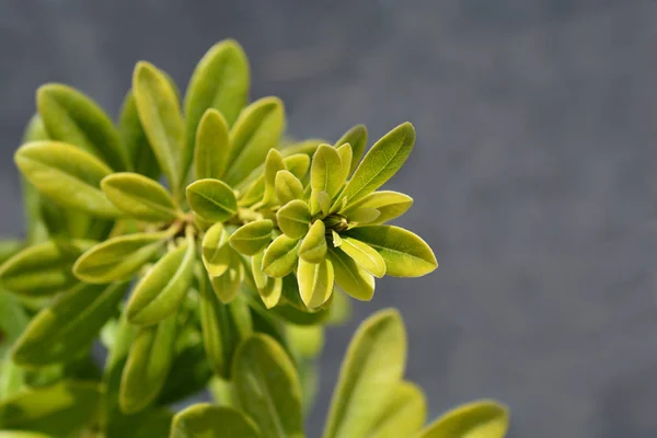 Karzeł japoński Mock Orange — Zdjęcie stockowe