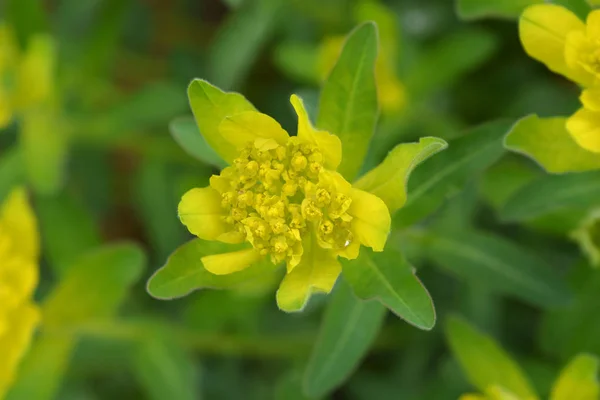 Almofada spurge — Fotografia de Stock