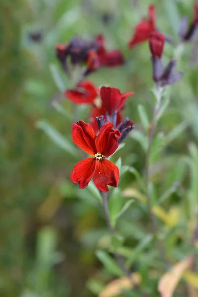 Wallflower sang rouge covent jardin — Photo