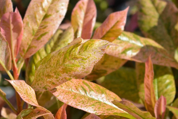 Photinia Pink Crispy — Stock Photo, Image