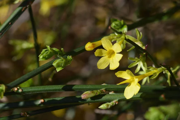 Winter jasmine — Stock Photo, Image