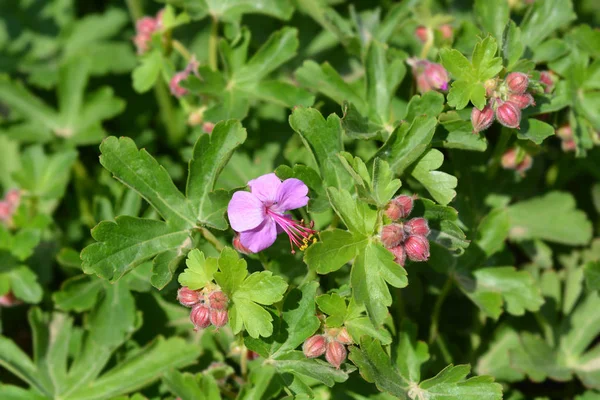 Rock cranesbill — Stock Photo, Image