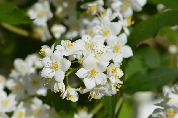 Lemoine Deutzia — Stock Fotó