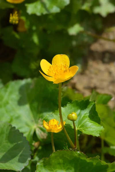 Marsh Marigold — Stock fotografie