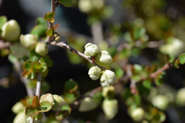 Pearl Bush Sneeuwwitje — Stockfoto