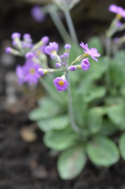 Uzun çiçekli çuha çiçeği