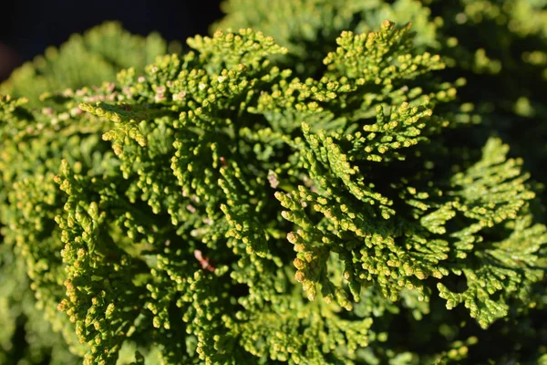 Cyprès Hinoki Nana Gracils — Photo