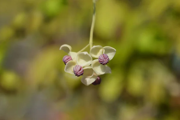 Five-leaf akebia Silver Bells