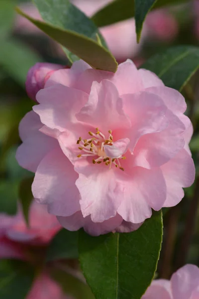 Camellia Spring Festival — Stock Photo, Image