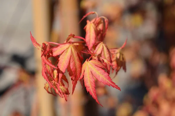 Érable japonais — Photo