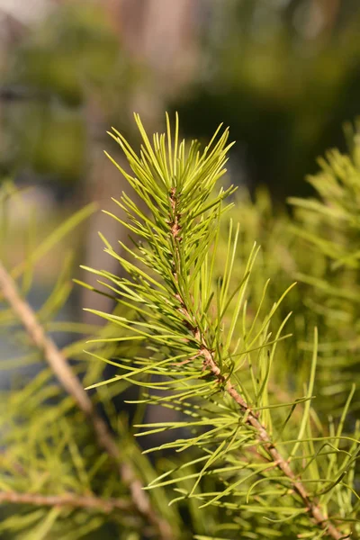 Aleppo pine — Stock Photo, Image