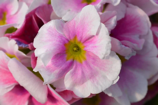 Primula velenosa — Foto Stock