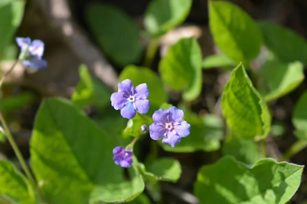 Blue - eyed mary — Zdjęcie stockowe