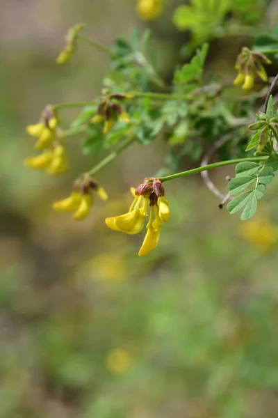 Vetch-like coronilla — Stock Photo, Image