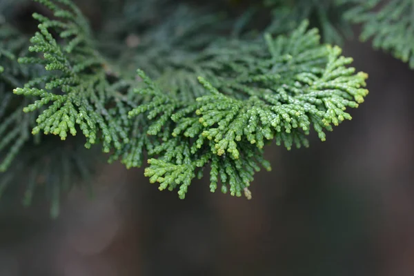 Cyprès Hinoki gracieux — Photo