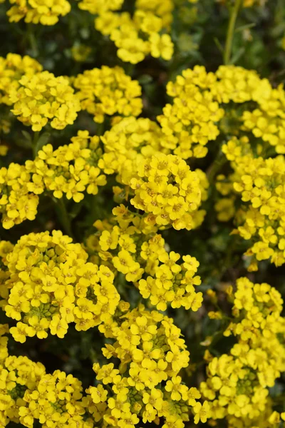 Plíživé alyssum — Stock fotografie