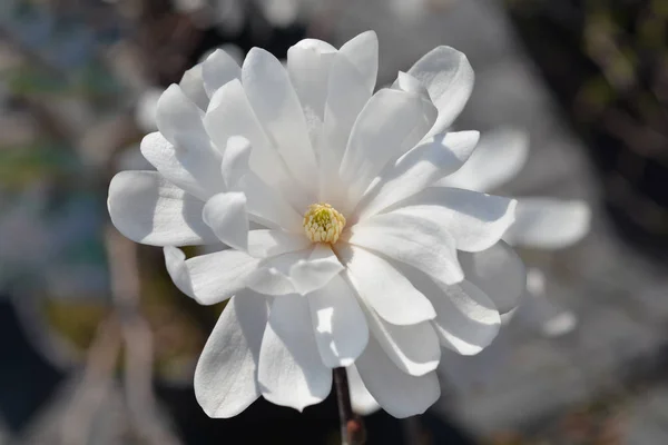 Star magnolia — Stock Photo, Image