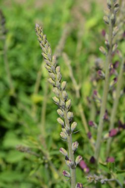 Yanlış çivit hibrid