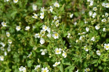 Kaya cinquefoil Beyaz Güzellik