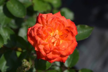 Gül Bebek Maskeli Balo