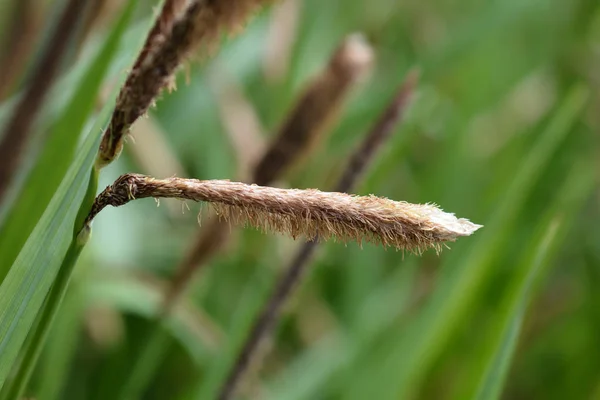 Japanese Grass Sedge — Stock Photo, Image