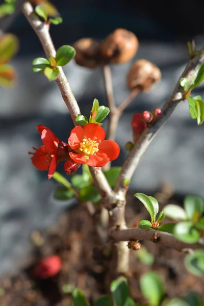 Quince de floración de Hollandia —  Fotos de Stock