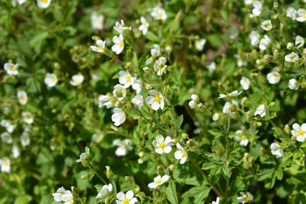 Kaya cinquefoil Beyaz Güzellik