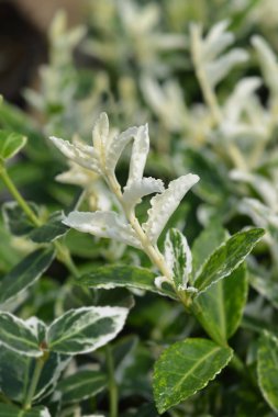 Wintercreeper Harlequin