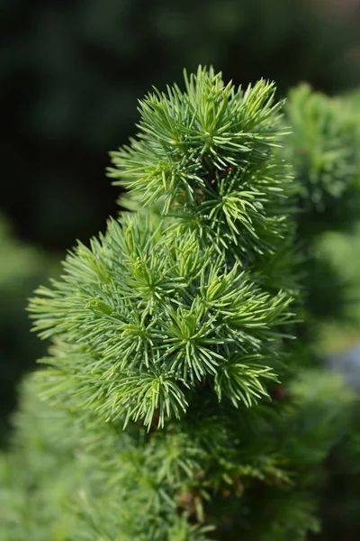 Zwergalberta-Fichte — Stockfoto