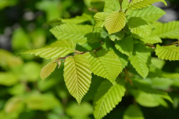 Hornbeam común — Foto de Stock