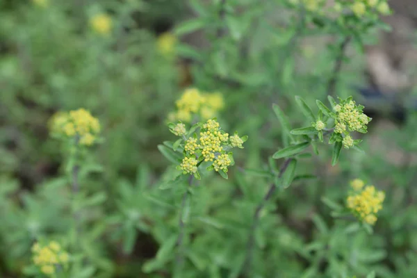 Alyssum italiano — Fotografia de Stock