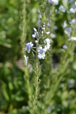 Yılan otu speedwell