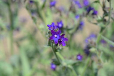Ortak bugloss