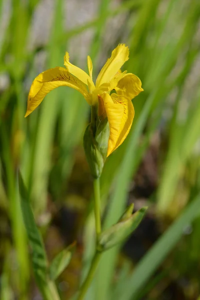 Yellow iris — Stock Photo, Image