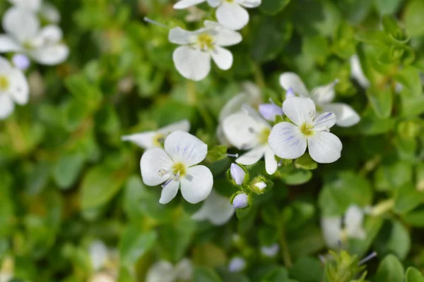 Creeping speedwell — Stock Photo, Image