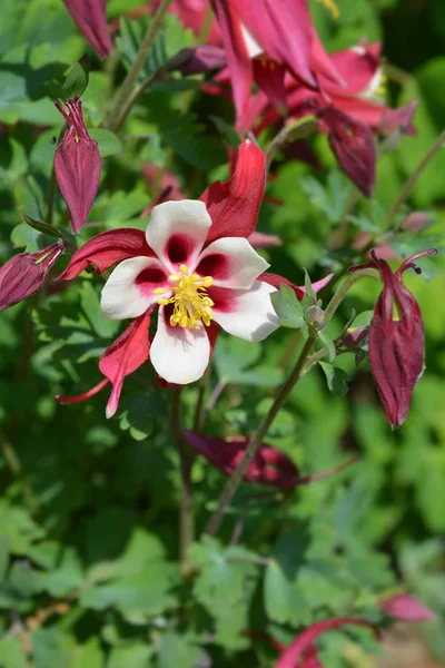 Duński karzeł Hybrid Columbine — Zdjęcie stockowe