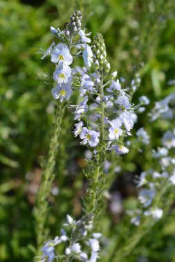 Yılan otu speedwell