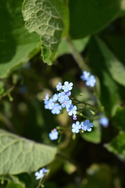 Büyük yapraklı brunnera