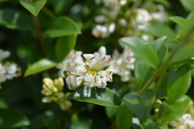 Delavay privet