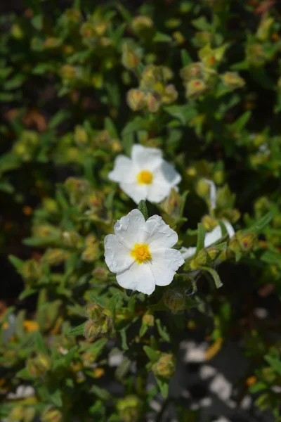 Narrow-leaved cistus — Stock Photo, Image