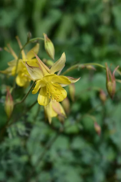 Golden columbine — Stock Photo, Image